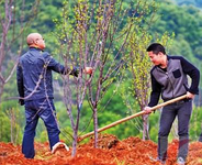 五月份適合種哪些果樹？五月份種什么水果？