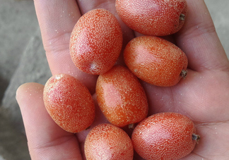 羊奶果是熱性還是涼性？羊奶果的功效與作用