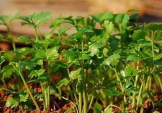 5月份能種香菜嗎？五月份能種香菜嗎？