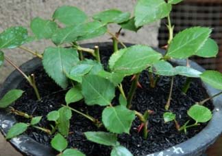 扦插的月季多久會(huì)開花？扦插月季多久可開花？