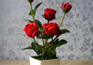 五月份可以種月季嗎？月季五月怎么養(yǎng)？