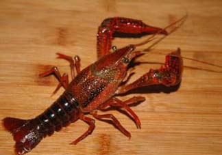 野生小龍蝦怎么抓？野生龍蝦怎么捕捉？