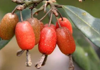 羊奶果要剝皮嗎？羊奶果剝皮還是帶皮吃好？