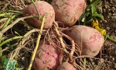 地瓜是紅薯嗎？地瓜什么時候成熟