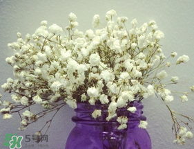 母親節(jié)可以送滿天星嗎？母親節(jié)能送滿天星嗎？