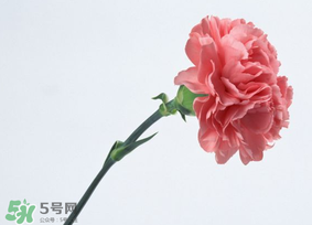 母親節(jié)送什么顏色的康乃馨？2017年母親節(jié)康乃馨推薦