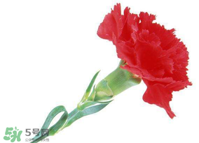 母親節(jié)送什么顏色的康乃馨？2017年母親節(jié)康乃馨推薦