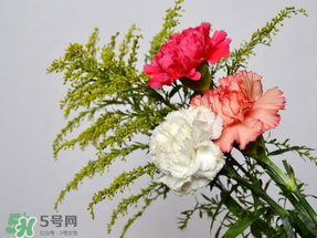 母親節(jié)送什么顏色的康乃馨？2017年母親節(jié)康乃馨推薦