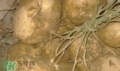 孕婦可以吃土瓜嗎？孕婦能吃土瓜嗎？