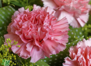 康乃馨多少錢一束2017？康乃馨多少錢一朵2017？