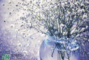 滿天星多少錢一束2017？滿天星多少錢一支2017？