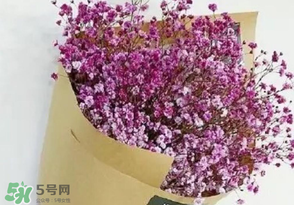 滿天星多少錢一束2017？滿天星多少錢一支2017？