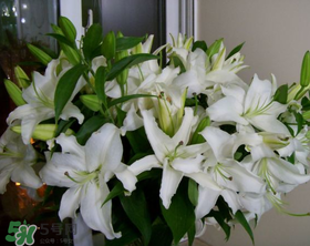 百合花多少錢一支2017？百合花多少錢一束2017？