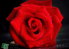 玫瑰花多少錢一朵 玫瑰花多少錢一束 玫瑰花多少錢一朵 玫瑰花多少錢一束