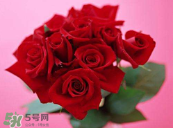 玫瑰花多少錢一朵 玫瑰花多少錢一束 玫瑰花多少錢一朵 玫瑰花多少錢一束