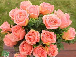 玫瑰花多少錢一朵 玫瑰花多少錢一束 玫瑰花多少錢一朵 玫瑰花多少錢一束