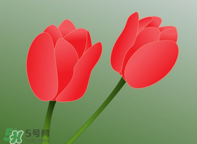 母親節(jié)可以送郁金香嗎？為什么母親節(jié)送郁金香？