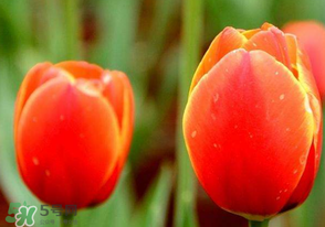 母親節(jié)可以送郁金香嗎？為什么母親節(jié)送郁金香？