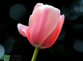 母親節(jié)可以送郁金香嗎？為什么母親節(jié)送郁金香？