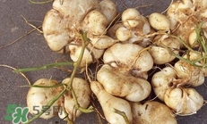 土瓜怎么做好吃？土瓜的做法大全