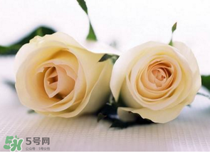 母親節(jié)可以送白玫瑰嗎？白玫瑰適合送什么人？