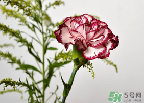 康乃馨可以放多久？康乃馨怎么養(yǎng)？