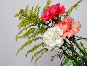 康乃馨可以放多久？康乃馨怎么養(yǎng)？