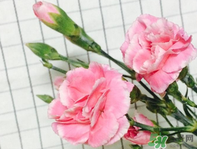 康乃馨可以放多久？康乃馨怎么養(yǎng)？