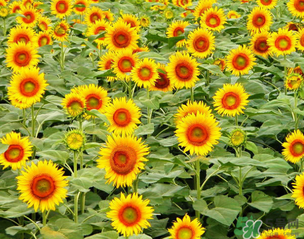 母親節(jié)可以送向日葵嗎？向日葵適合送什么人？