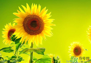 母親節(jié)可以送向日葵嗎？向日葵適合送什么人？