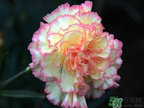 康乃馨可以放臥室嗎？康乃馨能放在臥室嗎？