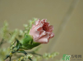 康乃馨能插活嗎？康乃馨可以扦插嗎？