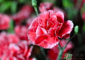 康乃馨能插活嗎？康乃馨可以扦插嗎？