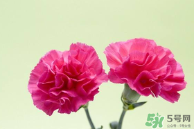 康乃馨多久澆一次水？康乃馨多久換一次水？