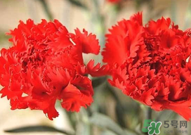 康乃馨多久澆一次水？康乃馨多久換一次水？