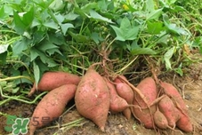 地瓜是紅薯嗎？地瓜什么時候成熟