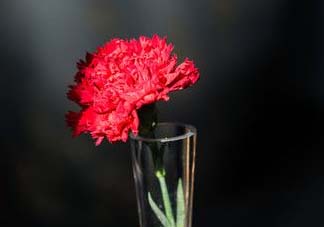 康乃馨能插活嗎？康乃馨可以扦插嗎？