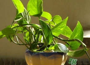 綠蘿葉子發(fā)黃怎么辦？綠籮多久澆一次水？