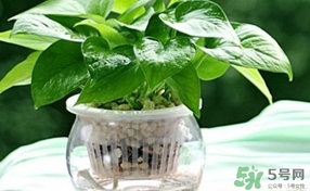 綠蘿葉子發(fā)黃怎么辦？綠籮多久澆一次水？