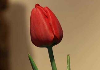 母親節(jié)可以送郁金香嗎？為什么母親節(jié)送郁金香？