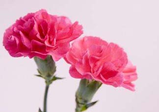 康乃馨多少錢一束2017？康乃馨多少錢一朵2017？