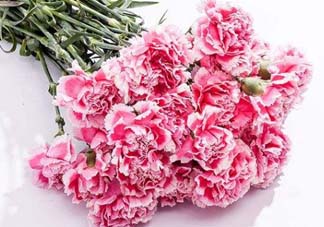 康乃馨可以放多久？康乃馨怎么養(yǎng)？