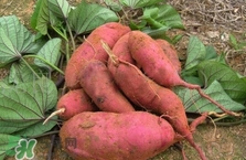 地瓜是紅薯嗎？地瓜什么時候成熟