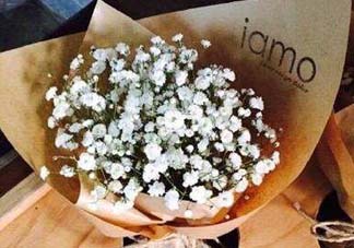 滿天星多少錢一束2017？滿天星多少錢一支2017？