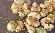 生吃土瓜有什么好處？土瓜生吃的功效與作用