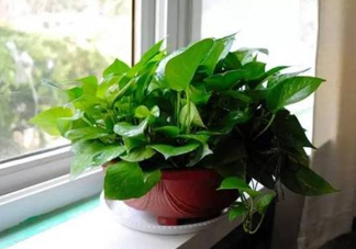 綠蘿葉子發(fā)黃怎么辦？綠籮多久澆一次水？