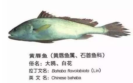 黃唇魚(yú)