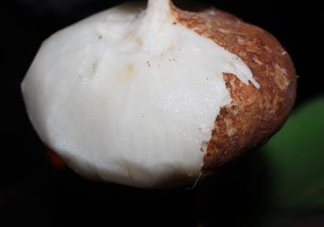 生吃土瓜有什么好處？土瓜生吃的功效與作用