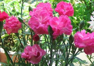 康乃馨多久澆一次水？康乃馨多久換一次水？