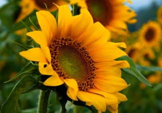 母親節(jié)可以送向日葵嗎？向日葵適合送什么人？